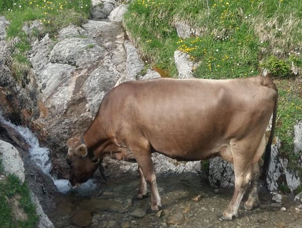 Kuh auf Alpe Ragaz
