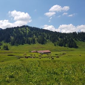 Alphüttenwanderung Damüls-Mellau-Faschina - Teil 3
